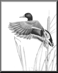 AirborneF.gif - 14.35 K