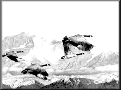 Canada Geese - 28.32 K