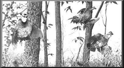 Bobwhite Quail - 53.11 K