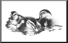 DucklingsF.gif - 7.60 K