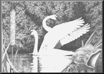 Trumpeter Swans - 33.40 K