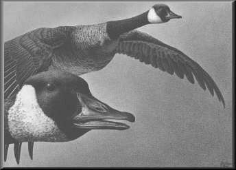 Canada Geese.gif - 32.70 K