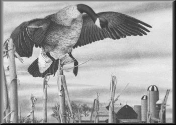 Canada Geese - 37.06 K