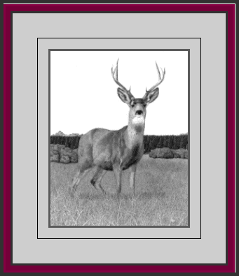 Mule Deer - 20.98 K