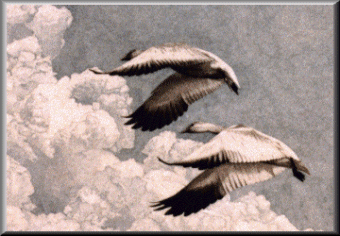 Snow Geese - 71.85 K