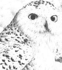 SpringThawDetail.gif - 34777 Bytes