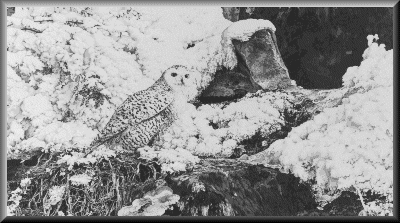 SpringThawF.gif - 34146 Bytes