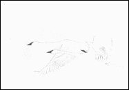  2.9 K-Alaskan and Pacific Northwest Art