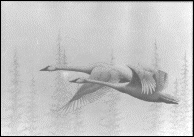 15.6 K-Alaskan and Pacific Northwest Art