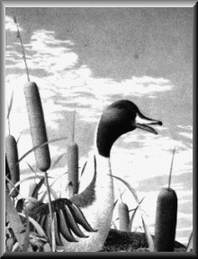 Pintail Duck - 25.35 K