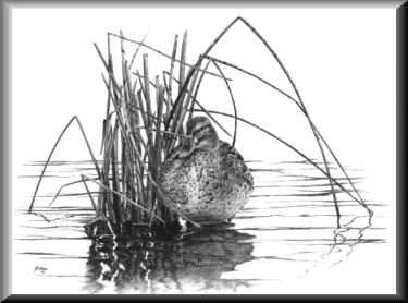 Mallard duck - 27.53 K