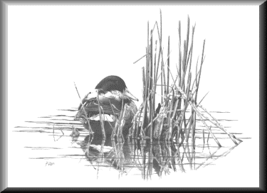 Mallard Duck - 21.13 K