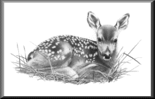 WhitetailFawnF.gif - 8.58 K