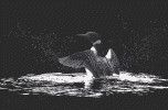 common loon - 6.2 K